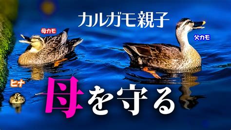 雛鳥視頻|雛鳥 (TV Series 2017